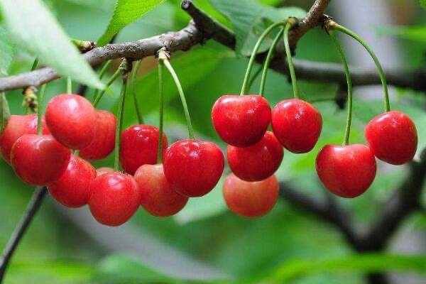 网络图片(侵删)