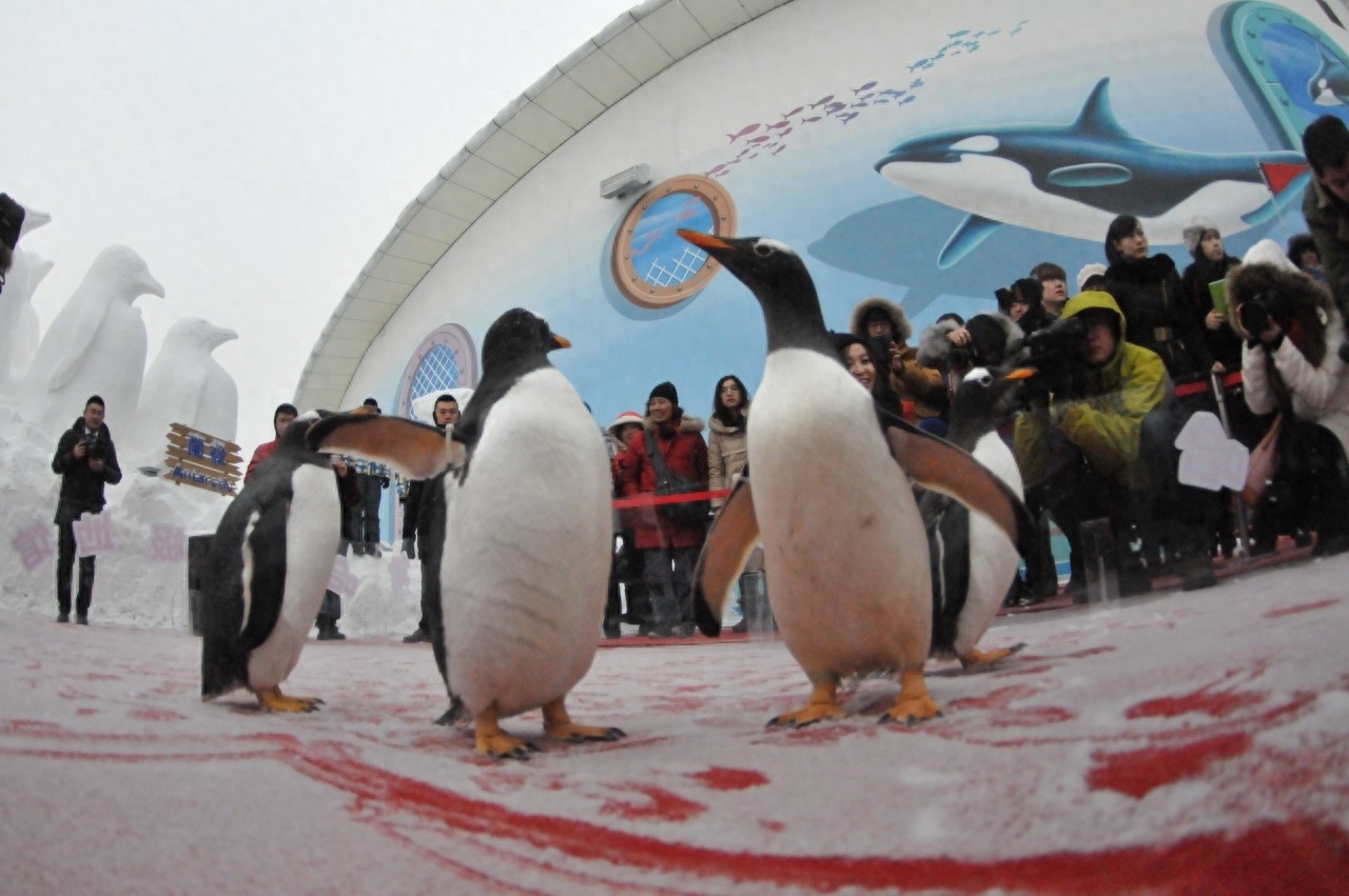 它是世界首座极地演艺游乐园，位于哈尔滨，有非常可爱的南极企鹅