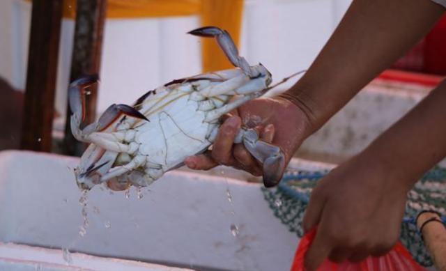 怎么样是最正确吃螃蟹的方法（爱吃螃蟹的赶紧看过来）(3)