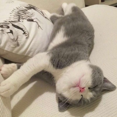 超级可爱萌的小动物头像猫咪