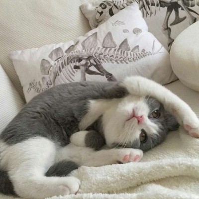 超级可爱萌的小动物头像猫咪