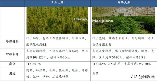 工业大麻价格是上涨的吗(大麻合法化浪潮遍及全球)(2)
