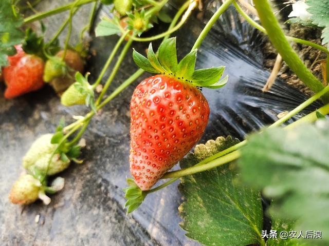 元宵节正月十五有什么习俗(正月十五元宵节)(3)