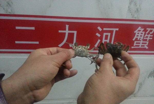 大闸蟹图片,怎么区分螃蟹是母的还是公的图4