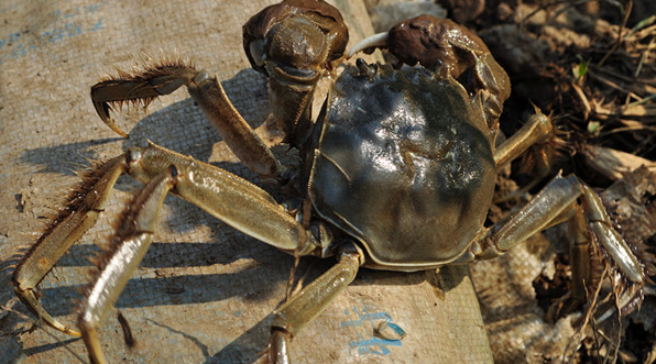 大闸蟹图片,怎么区分螃蟹是母的还是公的图17