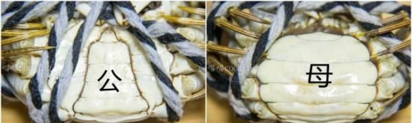大闸蟹图片,怎么区分螃蟹是母的还是公的图3