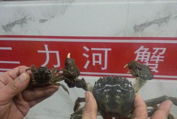 大闸蟹图片,怎么区分螃蟹是母的还是公的图6