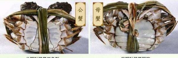 大闸蟹图片,怎么区分螃蟹是母的还是公的图2