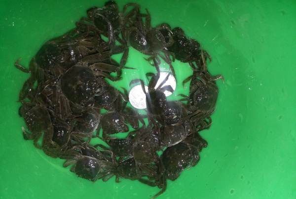 大闸蟹图片,怎么区分螃蟹是母的还是公的图5