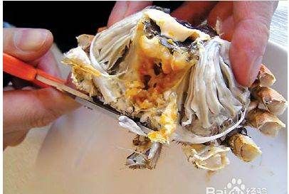 大闸蟹图片,怎么区分螃蟹是母的还是公的图11