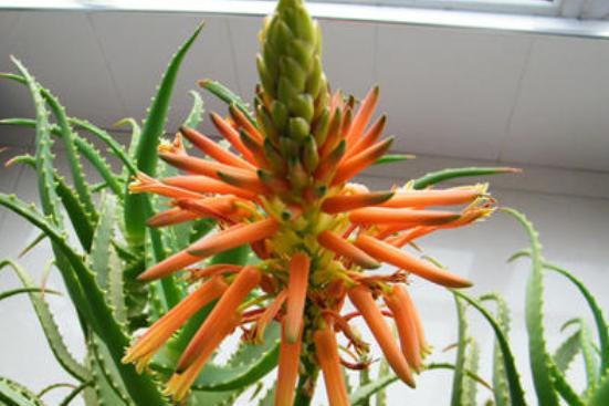 家里芦荟开花好不好(芦荟开花吗象征着什么意义)