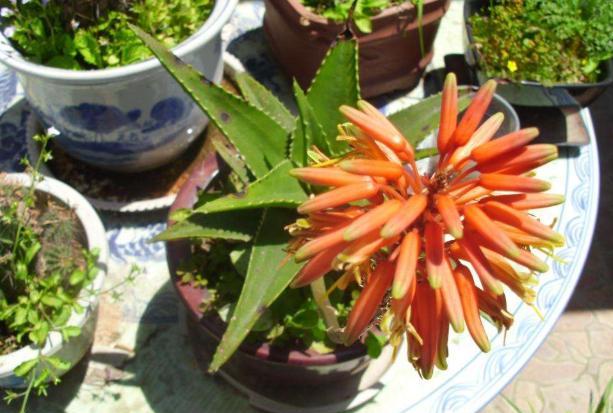 家里芦荟开花好不好(芦荟开花吗象征着什么意义)