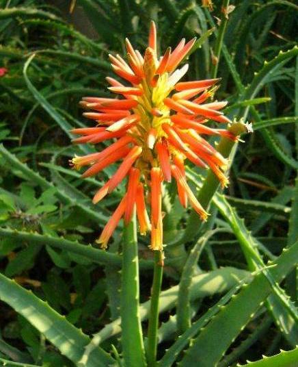 家里芦荟开花好不好(芦荟开花吗象征着什么意义)