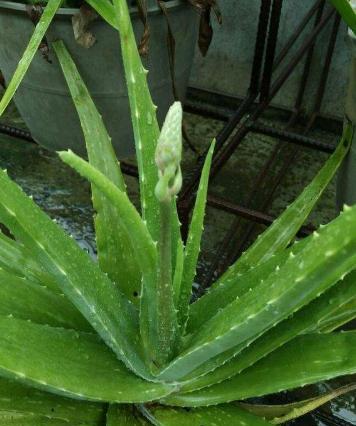 家里芦荟开花好不好(芦荟开花吗象征着什么意义)