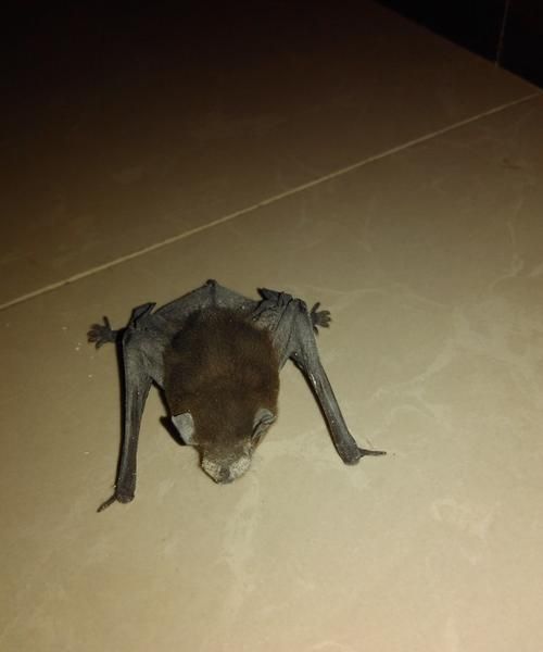 蝙蝠是什么种类