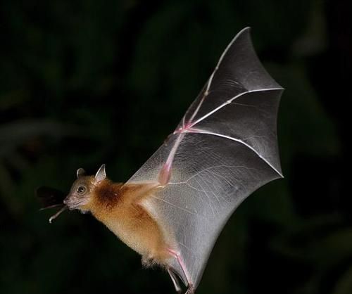 蝙蝠是食肉动物还是食草动物