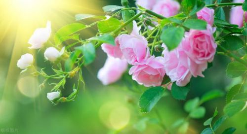 向你推荐一本书作文500字,向你推荐一本书二年级写话-第1张图片-