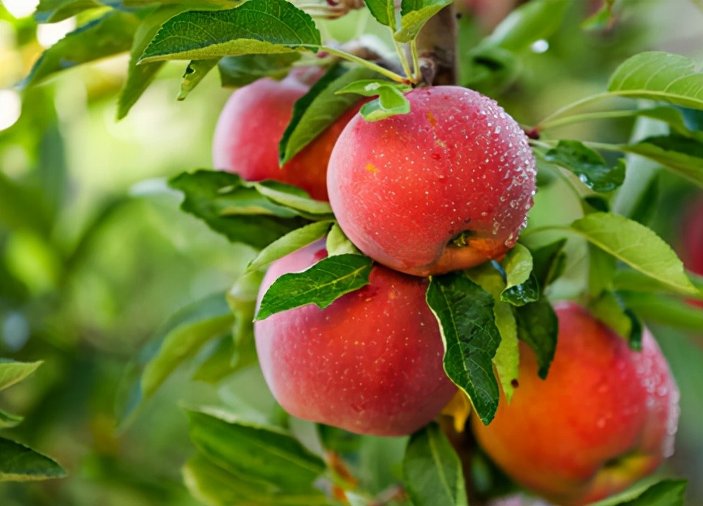 煮苹果红枣水能够消积食?医生:要想孩子脾胃好,常吃3种水果
