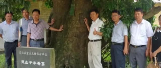 白糖罂荔枝是哪里产的，白糖罂荔枝保花保果正宗配方？图1