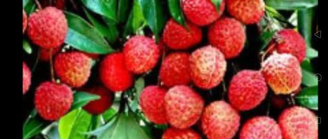 白糖罂荔枝是哪里产的，白糖罂荔枝保花保果正宗配方？图3