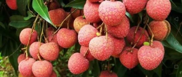 白糖罂荔枝是哪里产的，白糖罂荔枝保花保果正宗配方？图4