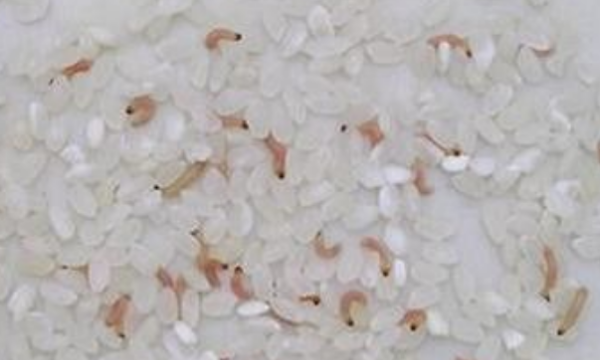 米生虫了还可以吃,米生虫了还能不能吃?怎么办?图5