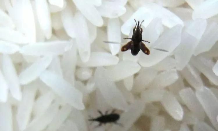 大米生虫子还能吃了吗