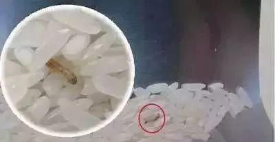 米生虫子还能吃么