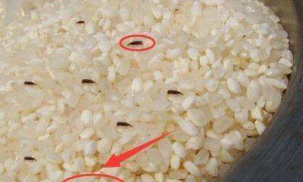 米生虫了还可以吃,米生虫了还能不能吃?怎么办?图4