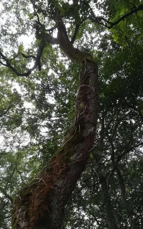 桦字做名字的寓意