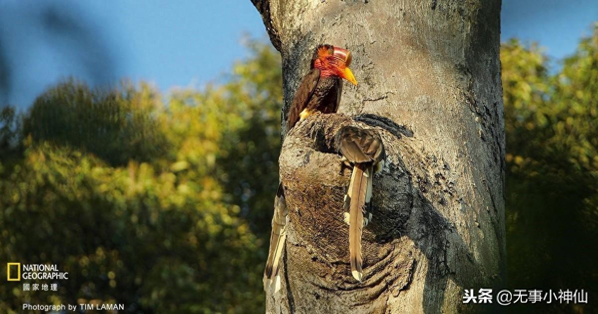 盔犀鸟——因为“鹤顶红”造成的生存危机