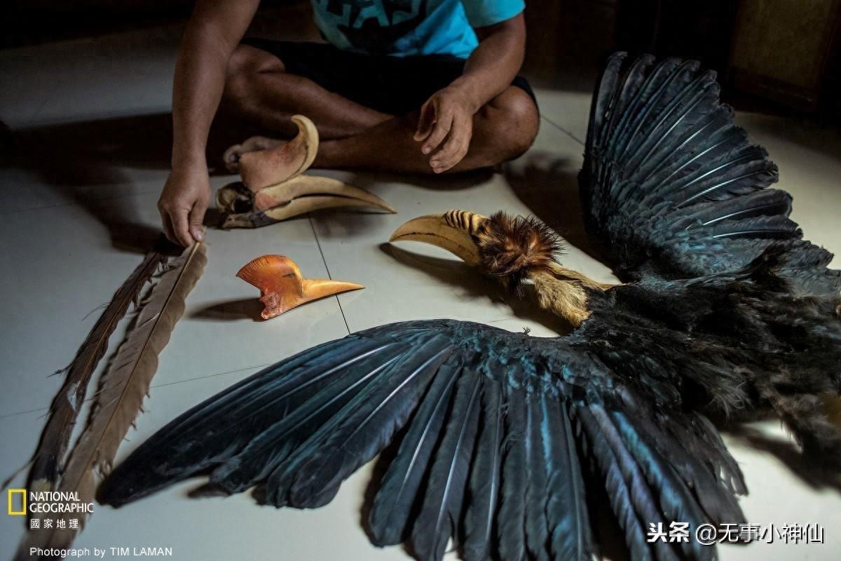 盔犀鸟——因为“鹤顶红”造成的生存危机