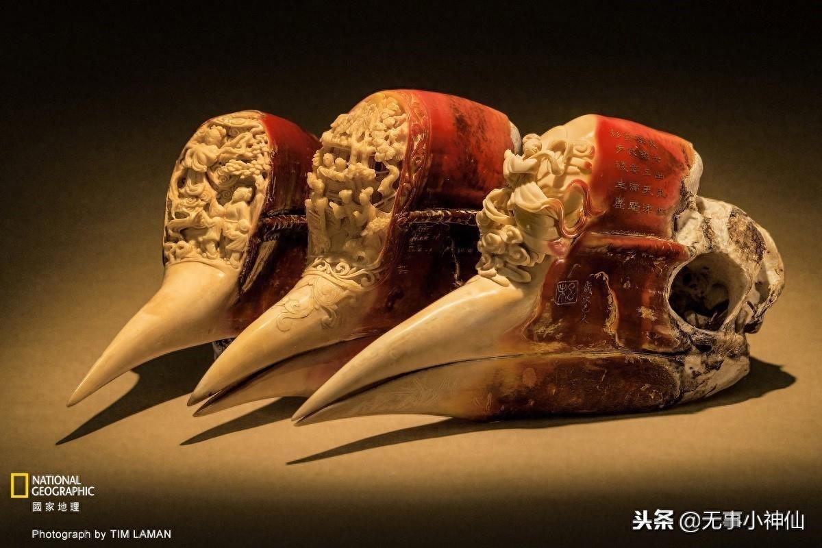 盔犀鸟——因为“鹤顶红”造成的生存危机