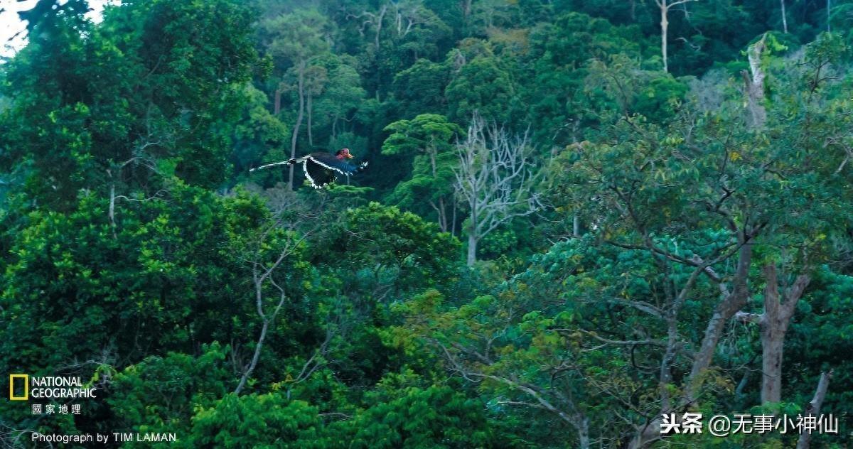 盔犀鸟——因为“鹤顶红”造成的生存危机