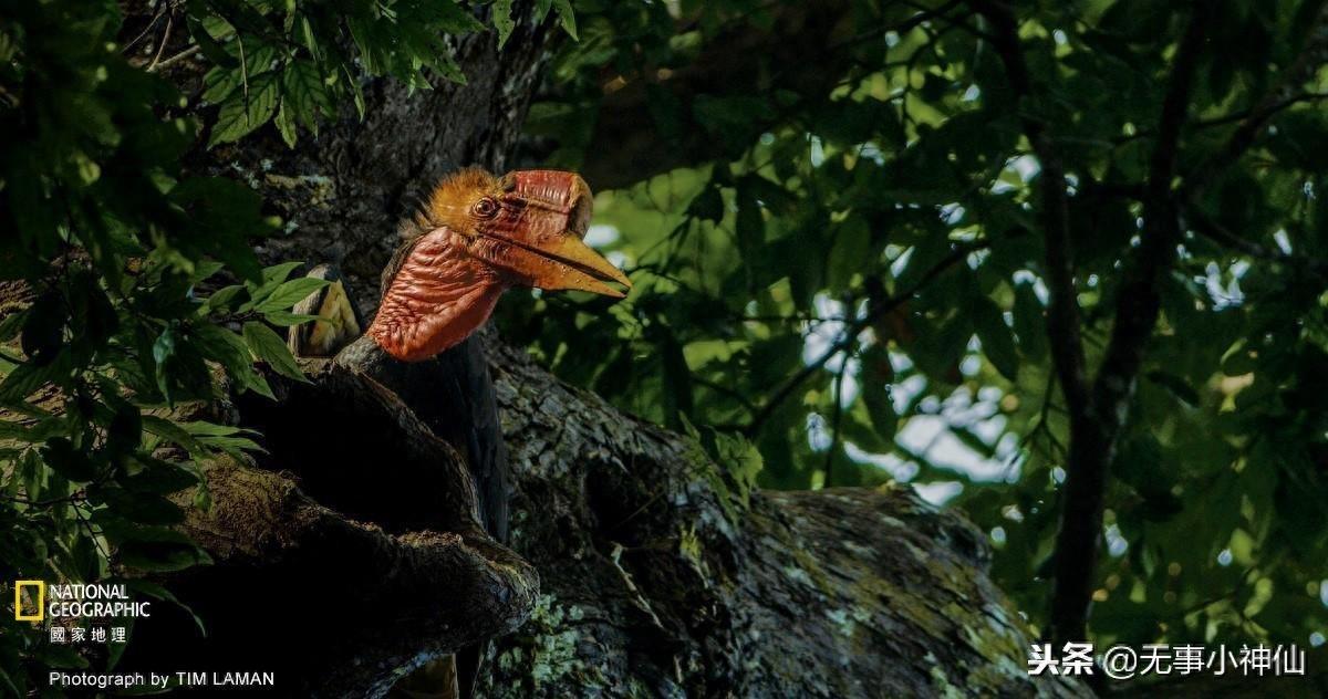 盔犀鸟——因为“鹤顶红”造成的生存危机