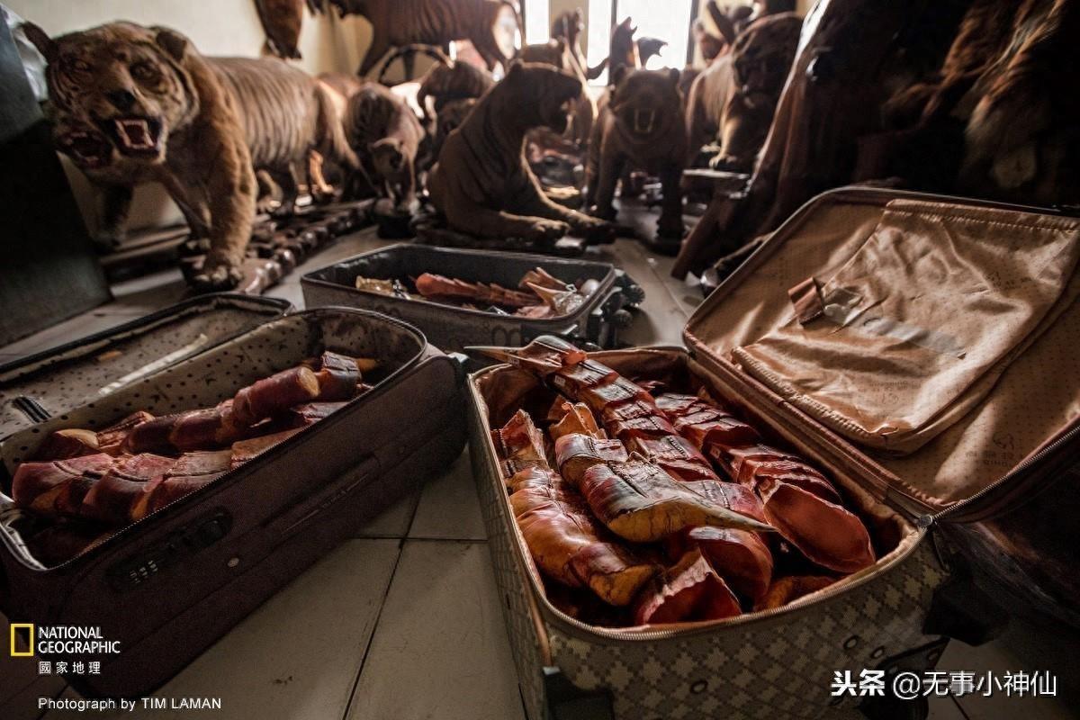 盔犀鸟——因为“鹤顶红”造成的生存危机