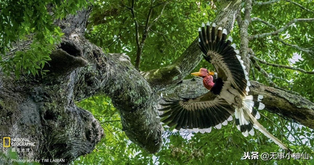 盔犀鸟——因为“鹤顶红”造成的生存危机