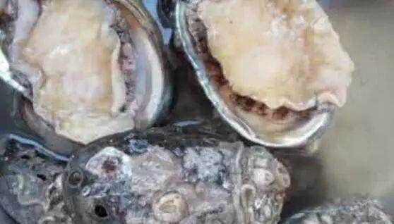 鲍鱼主要是吃什么部位,吃鲍鱼主要吃它的什么部位?图11