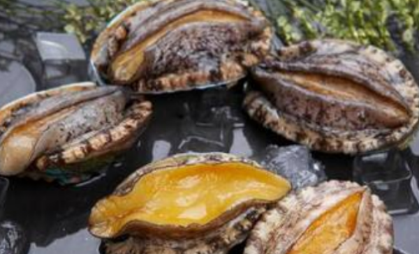 鲍鱼主要是吃什么部位,吃鲍鱼主要吃它的什么部位?图4