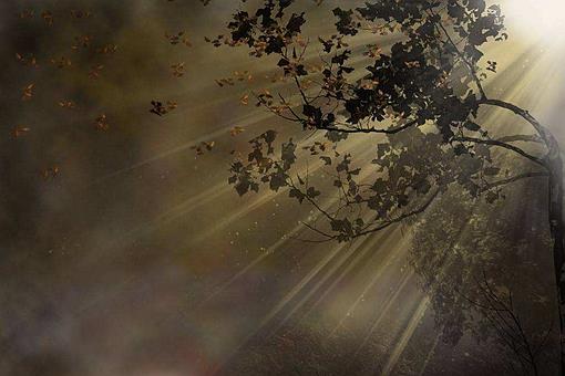 纤纤生灵的意思是什么