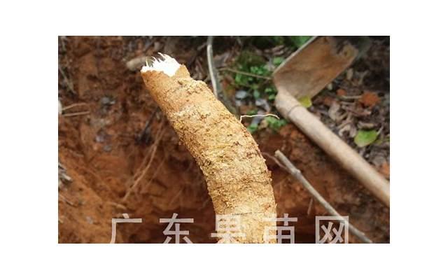 事事顺遂称心如意,属牛人吉人自有福相,贵人指点事业一路开挂 事事顺遂称心如意,属牛人吉人自有福相,贵人指点事业一路开挂