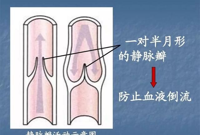 吃百香果能吃海鲜吗，5斤百香果能带上飞机么？图9