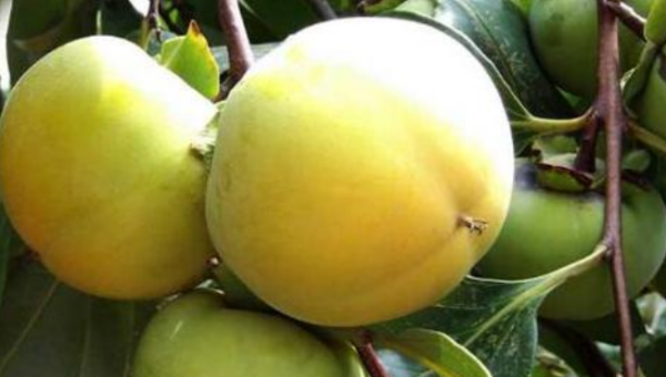 柿子泡水里几天能吃,盐水泡柿子几天能吃图1