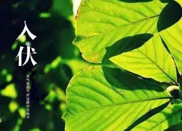 入伏从哪一天开始算起