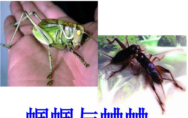 促织是蟋蟀还是蝈蝈,蛐蛐,蟋蟀,蝈蝈它们怎么区分的图2