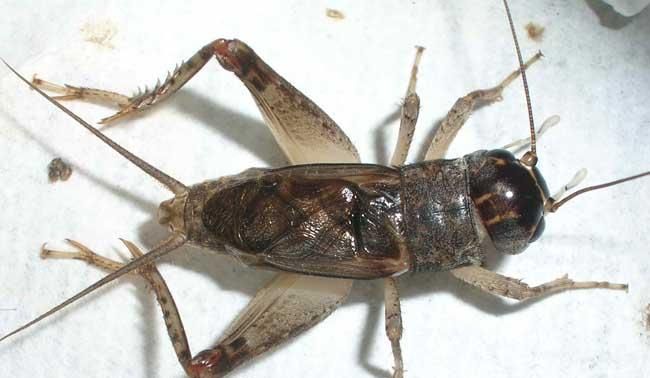 蝈蝈和蛐蛐的区别图片