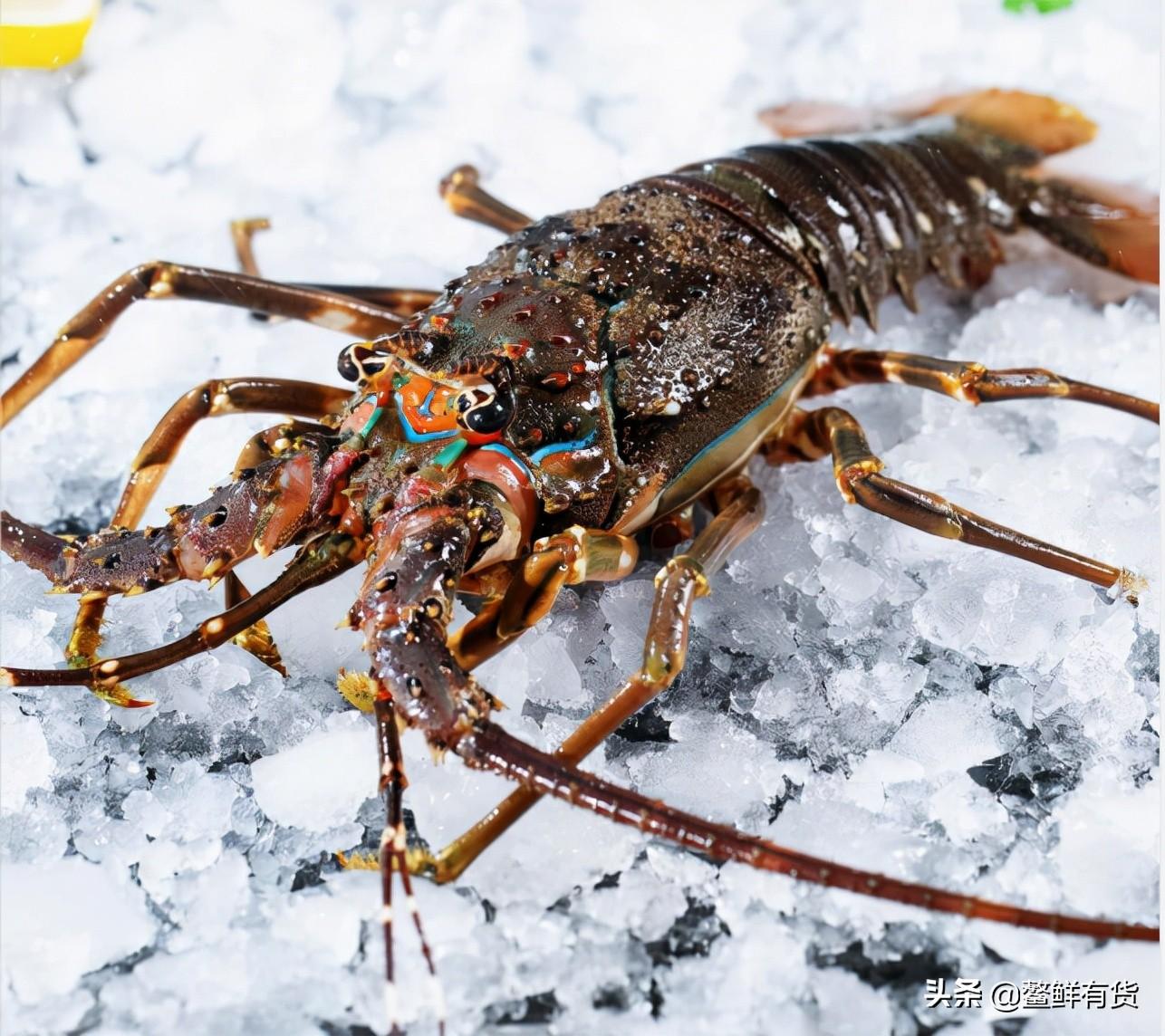 小青龙多少钱一斤(市场上小青龙多少钱一斤)