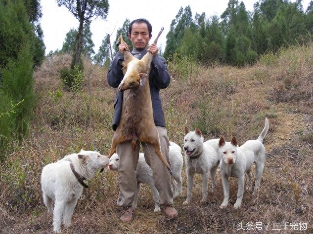 下司犬：中国国产唯一的世界级猎犬