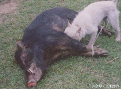 下司犬：中国国产唯一的世界级猎犬