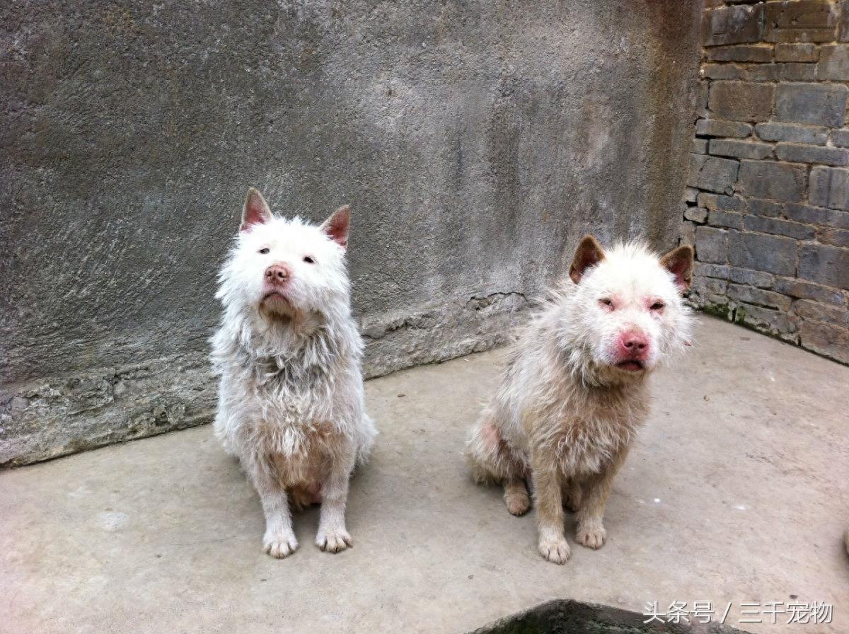 下司犬：中国国产唯一的世界级猎犬